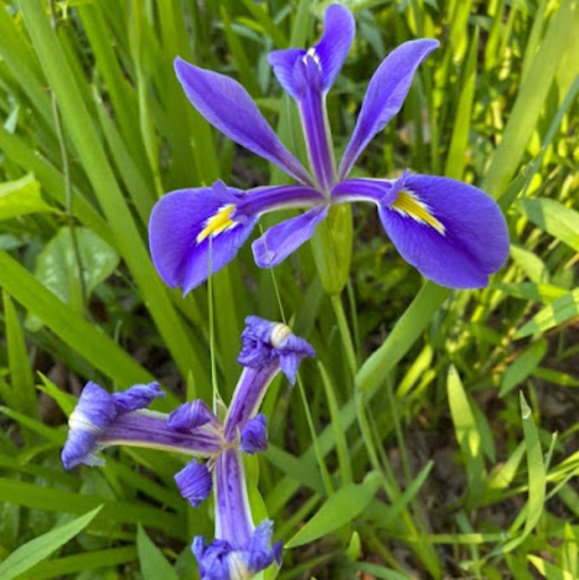 Meet your Posher, Daphne - Picture 1 of 1